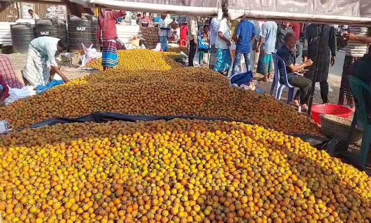 লক্ষ্মীপুরে সুপারি চাষে আগ্রহ বাড়ছে কৃষকের