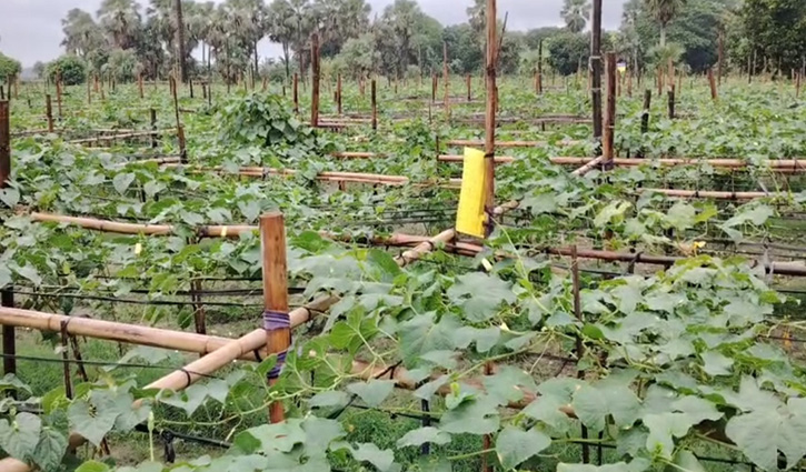 মধ্যপ্রাচ্যে কৃষিতে বাংলাদেশী রেমিট্যান্স যোদ্ধাদের ভূমিকা