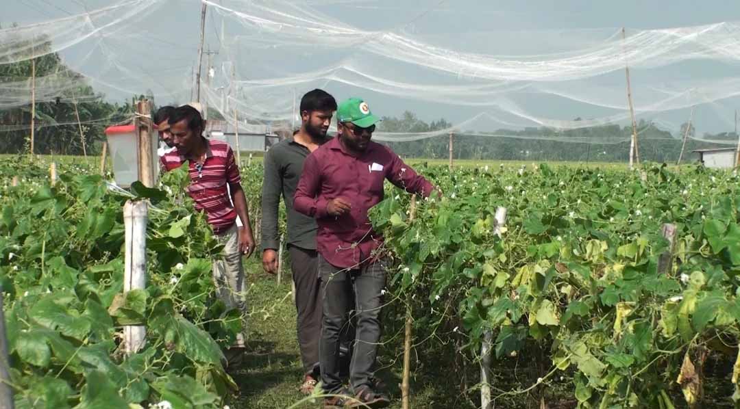 শেরপুরে শীতকালীন সবজি চাষে ব্যস্ত কৃষকেরা