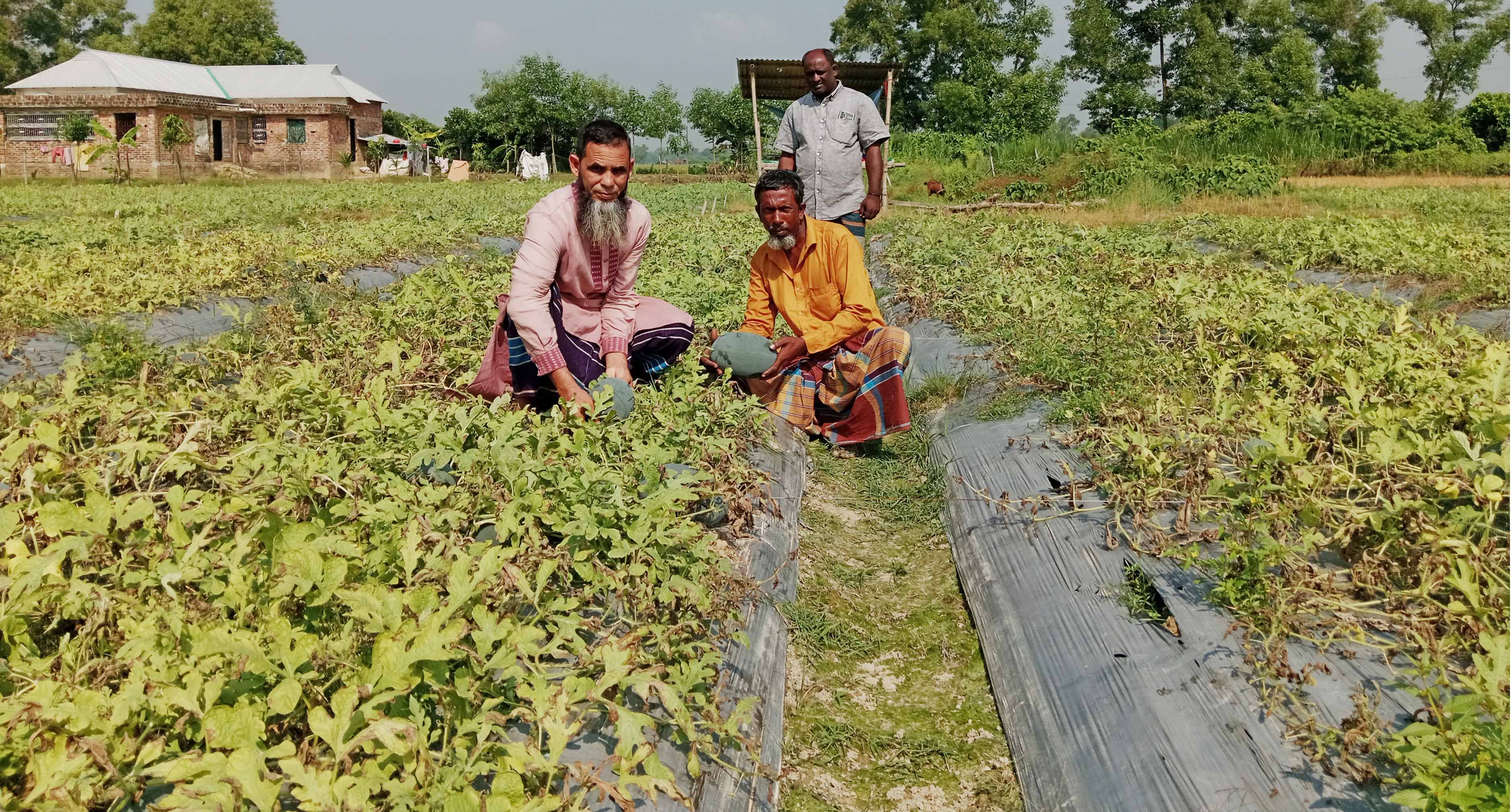 তরমুজে লাখপতি মাধবপুরের আলম