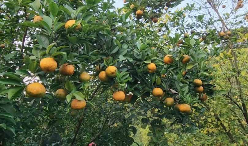 কমলা চাষে নতুন দুয়ার খুলছেন শিবচরের উদ্যোক্তা রাসেল