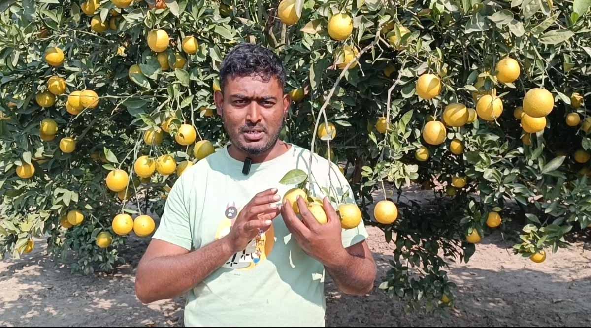 জীবননগরে হলুদ জাতের মাল্টা চাষে তরুণ উদ্যোক্তাদের সাফল্য