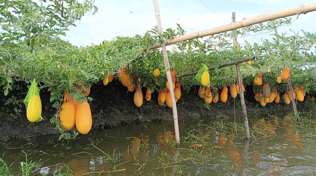 নড়াইলে অসময়ে তরমুজ চাষে কৃষকের ভাগ্যবদল