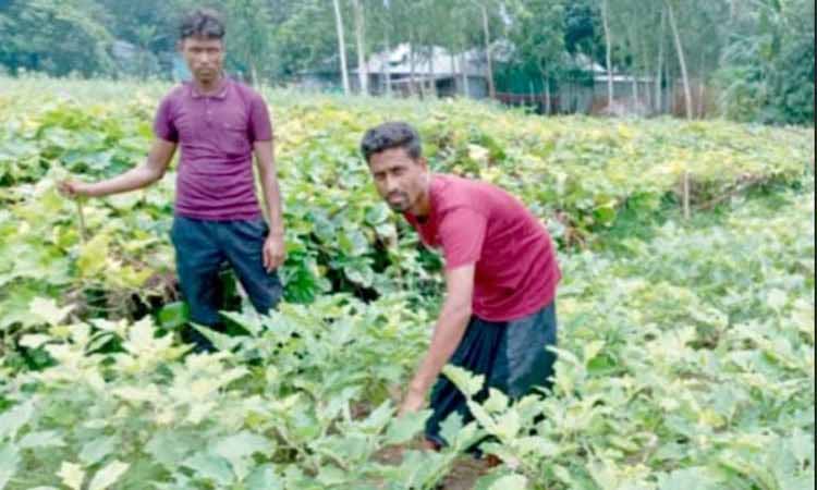 সিরাজগঞ্জে সবজি চাষে বাম্পার ফলন