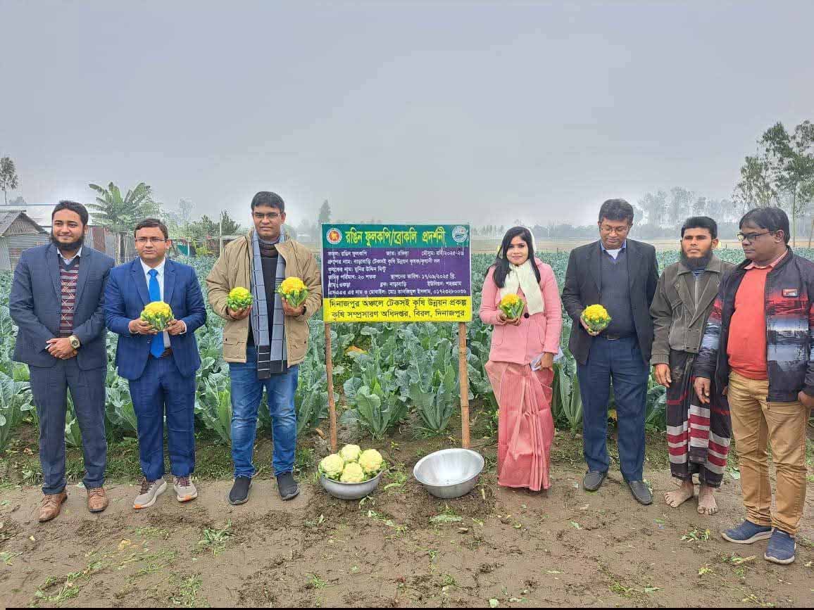 দিনাজপুরে রঙিন ফুলকপি’র প্রদর্শনী